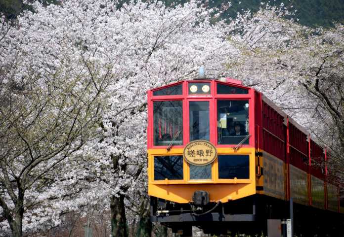 嵐山小火車櫻花
